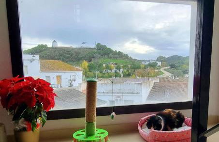 HuesPet&You - Foto 1