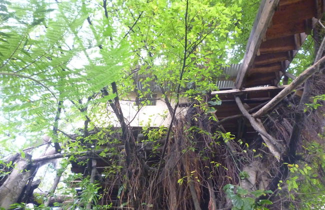 Castle Tree House - Photo 54
