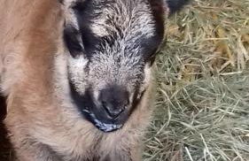 Muehlenhof-Soderstorf-Wohnung-E - Foto 7