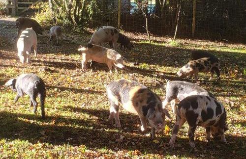 Primrose Spinney - Foto 50