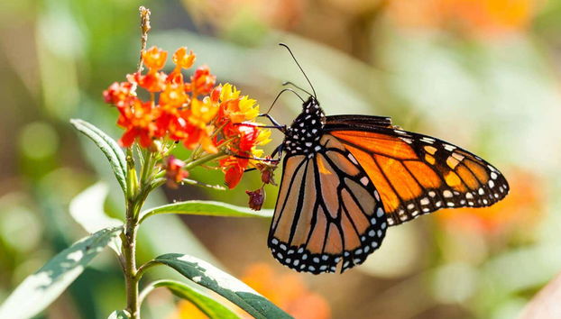 Un magnifique papillon monarque sur une fleur colorée