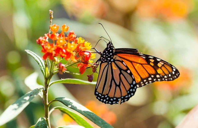 Excursão a Valle de Bravo e santuário de borboletas-monarca - Foto 1
