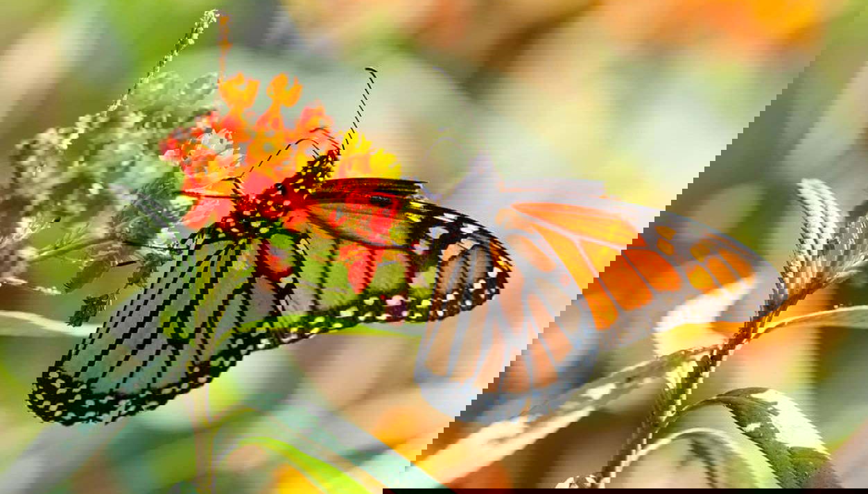 Una preciosa mariposa monarca sobre una colorida flor