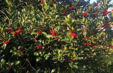 Quinta de São Martinho - Visconde do Penedo - Foto 31