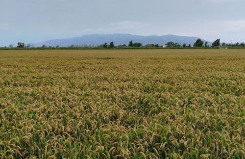 Lo piset del Delta: Apartamento con piscina para 4 - Foto 43