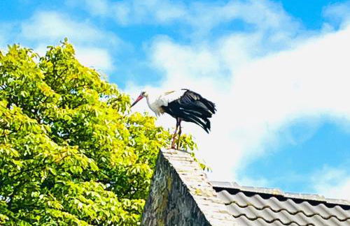 Ferienwohnung Zur Alten Tischlerei - Photo 48