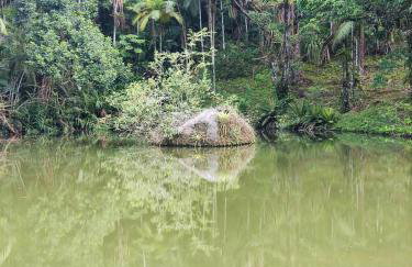 Cabana na Montanha - Photo 11