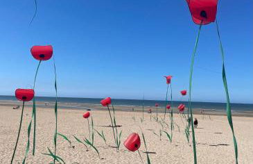 Scidesdunes - Photo 18