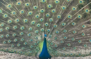 Hotel Fazenda Alta Vista - Photo 48