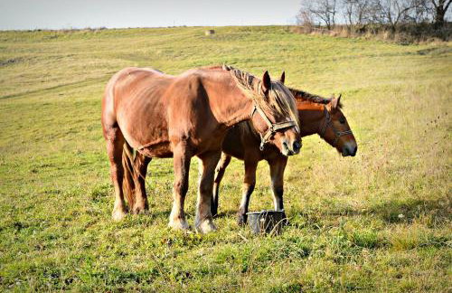 Domki Pod Cerkwią - Foto 38
