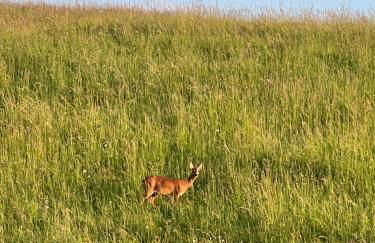 Modernes, ökologisches Design Ferienhaus in der Eifel Vulkaneifel I 2 Schlafzimmer, Sauna, Yoga & Kaminofen, schnelles WLAN & Arbeitsplatz - Foto 34