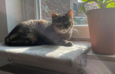 Like a house - lovely Maisonette with Cats - Foto 11