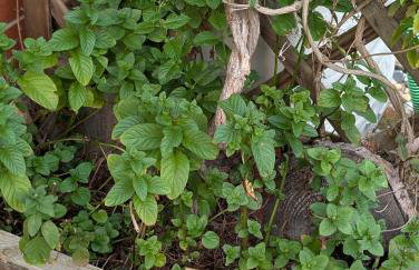 Ferienhaus Bodebaude - Photo 14