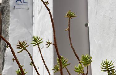 Casa da Figueira - Guest House - Foto 12