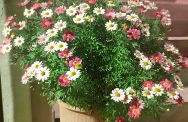 Anna's country villa - Foto 58