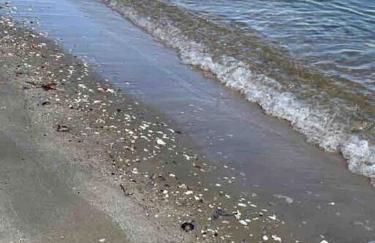 Chesapeake Holiday House - Foto 64