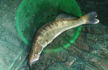 Dom pod Jabłonką - Foto 13