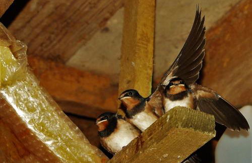 Nantgwynfaen Organic Farm Wales - Photo 39