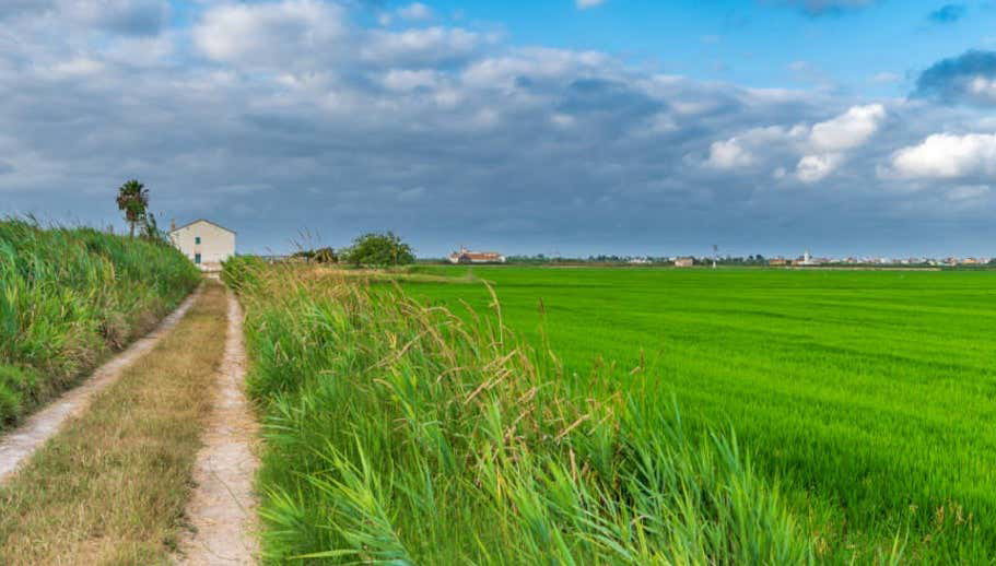 Visite de Valence et de l'Albufera + Rizières - Photo 1, Visite de Valence et de l'Albufera + Rizières