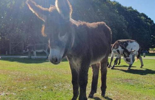 The Swish-New Forest Retreat BALCONY WITH VIEWS - Foto 30