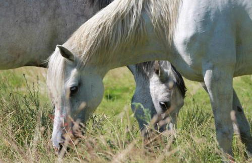 Gîte 5 personnes au calme avec jardin, piscine, proche d'Amboise - Foto 22