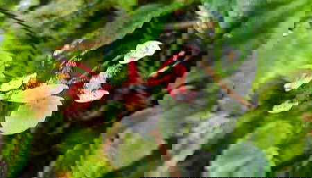 Senderismo por las Cascadas Escondidas - Foto 3, Durante la ruta apreciaremos la flora local