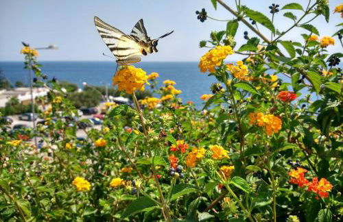 Palacca, trullo salentino - Foto 21