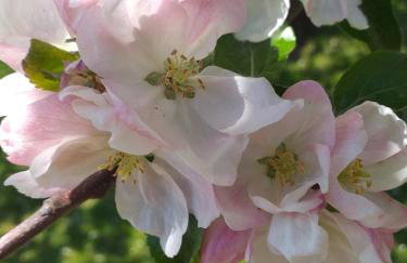 Chatka Milkowska - Foto 10