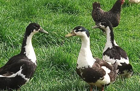 Apartament Między górą a rzeką Trybsz - Foto 8