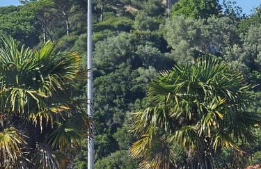 Sunflower Castle View in Óbidos - Foto 2
