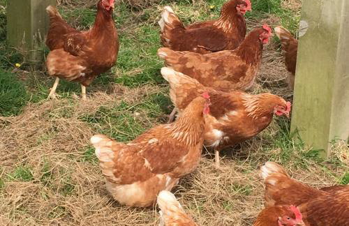 Well Farm Cottages - Foto 31