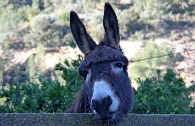 Hort de Mao El Rebost - Foto 22