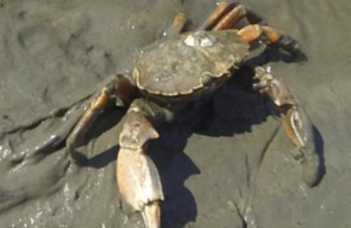 Nordseeurlaub im hochwertigen Feriendomizil Rosenhuus mit Sauna und Kamin im idyllischen Butjadingen - Foto 38