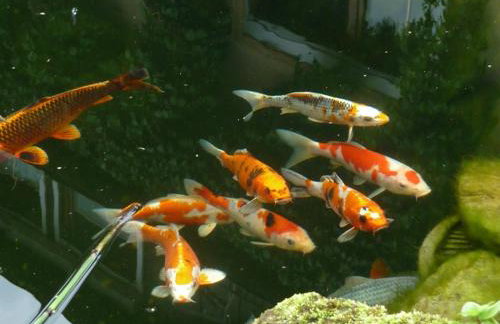 Ferienwohnung Wassergartenparadies - Foto 10