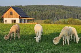 Pastelova Krova - domki w Bieszczadach - Foto 77