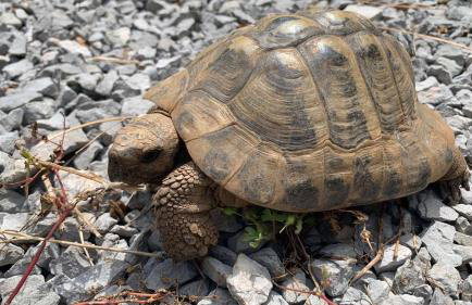 La maison-blanche - Photo 28