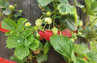 Apartment PARENZANA, little row HOUSE with big green yard in central Istria - Foto 45