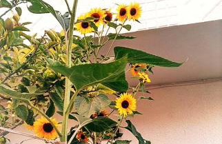 Summer View - Foto 28