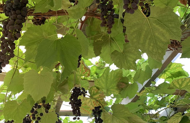 Bäddar & Ängar - Photo 65