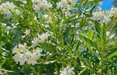 Apartment Emanuela - Photo 20