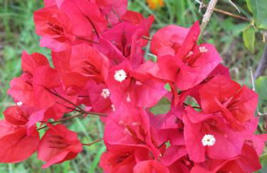 Stella Di Sicilia - Foto 18