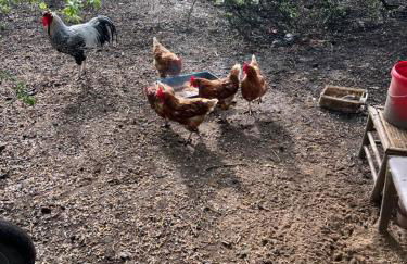 Ferienwohnung Segeln und Angeln - Foto 40