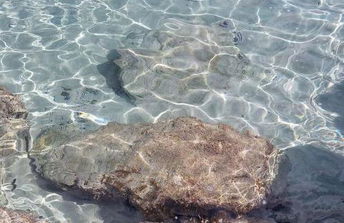 apartment Grace, just 200 meter from beach, Campomarino Madonnina - Foto 16