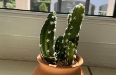 Jávea Villa entière piscine et cuisine d'été à pinosol - Foto 69