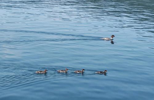 Christy's Cottage, Waterfront w/Slide & Ice Shanty - Foto 39