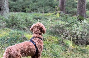 Tiny House - Auszeit im Wald am Badesee - Foto 34
