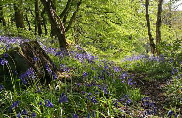 Eller How House - Private Regency Property & Lake - Foto 34