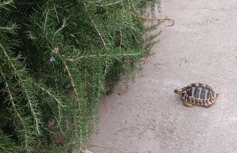 App Bonić - Foto 51