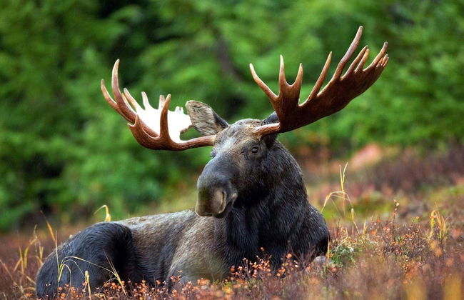 4 Person Holiday Home in Molkom-by Traum - Foto 10