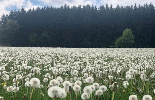 Ferienhaus Eifel Charlotte - Foto 19